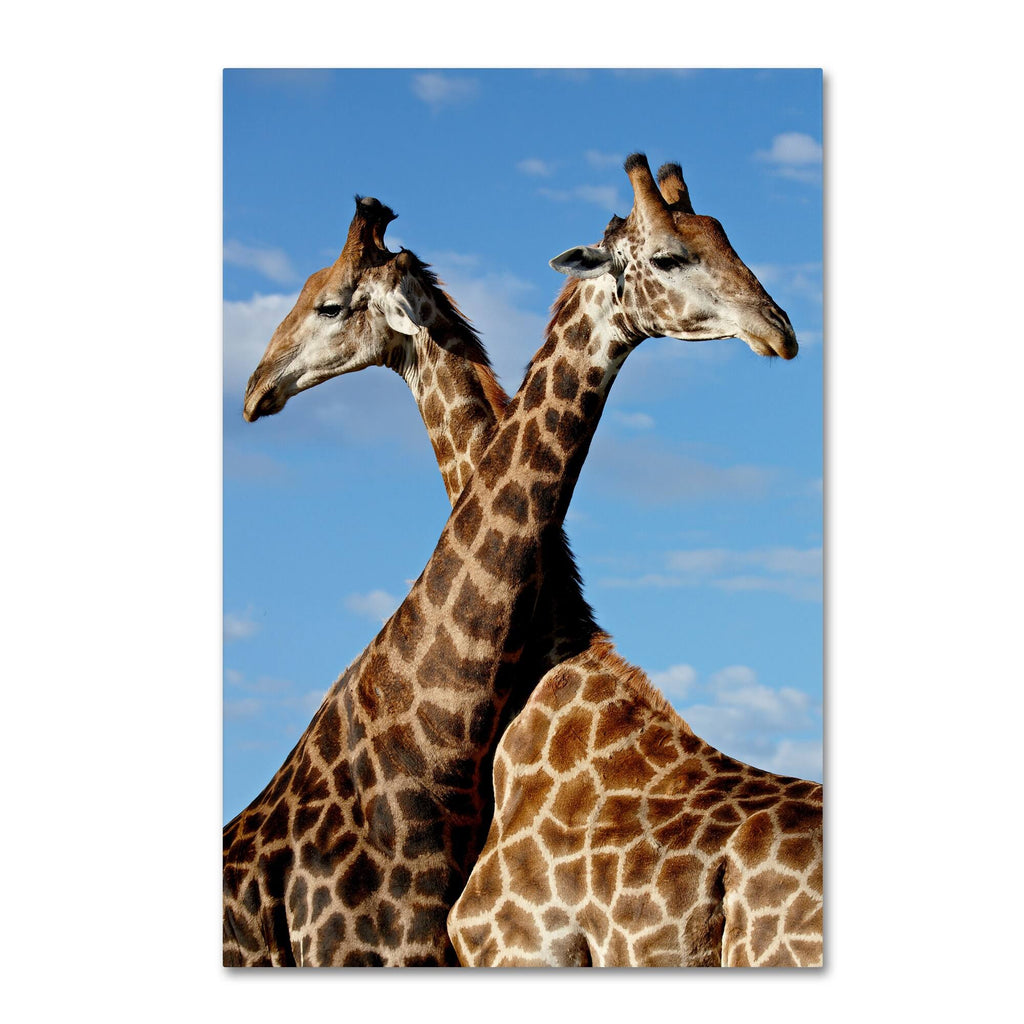 Robert Harding Picture Library &Two Giraffes& Canvas Art ALI19181-C