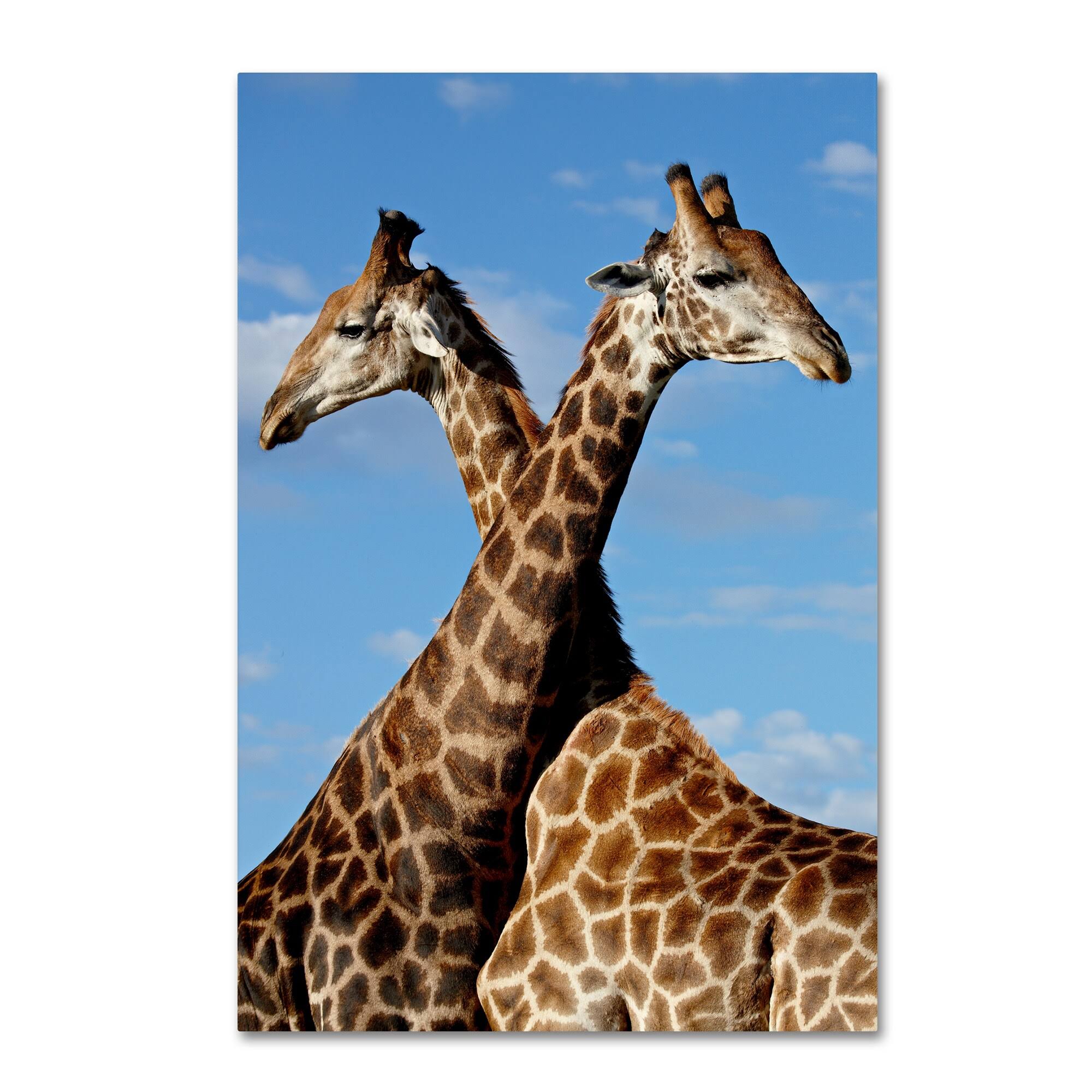 Robert Harding Picture Library &Two Giraffes& Canvas Art ALI19181-C