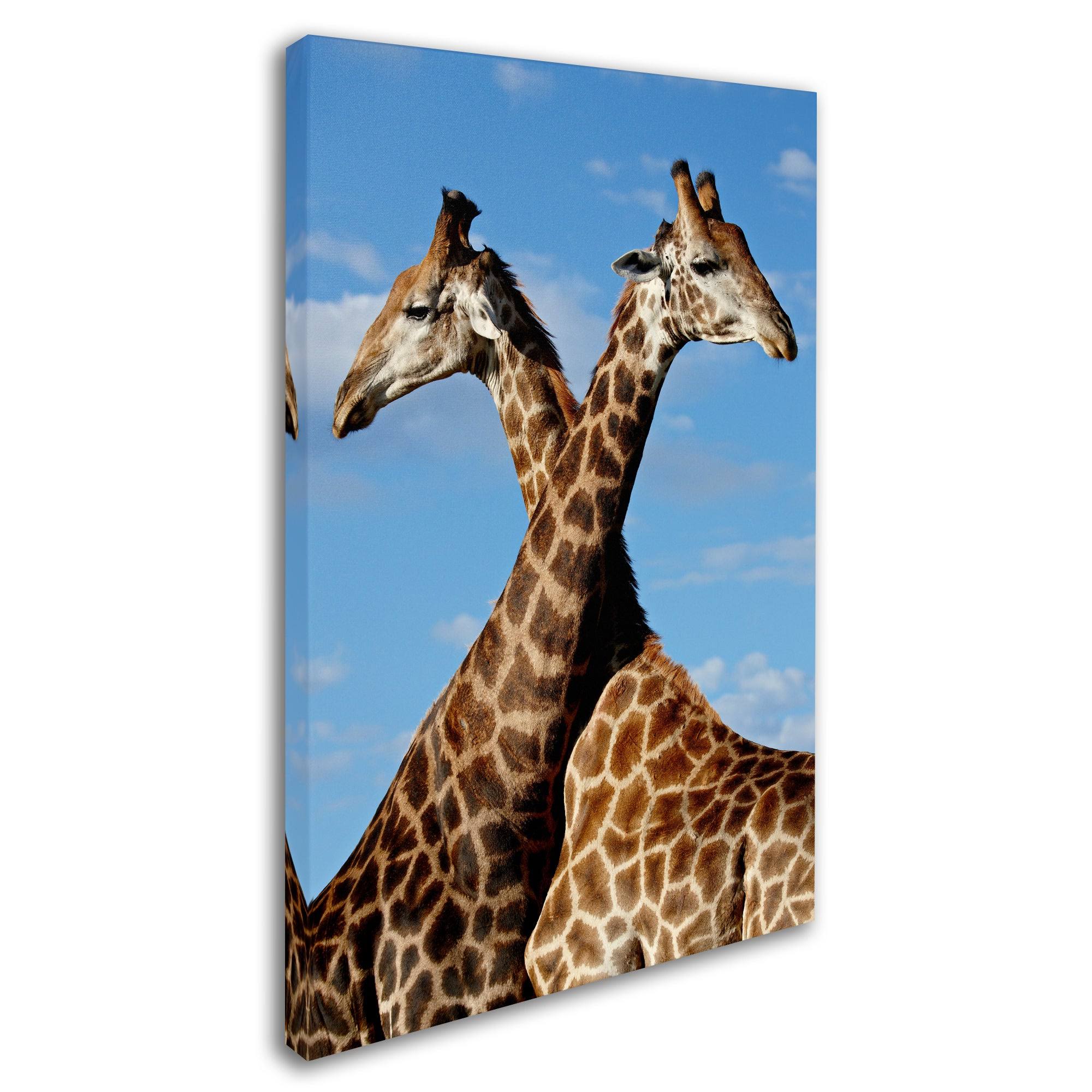 Robert Harding Picture Library Two Giraffes Canvas Art ALI19181-C K539