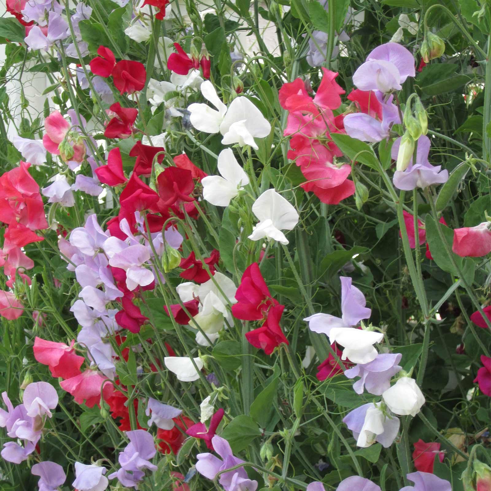 Sweet Pea Flower Garden Seeds - Everlasting - 4 oz - Perennial Vine Flower Gardening Seeds - Rose, White u0026 Red