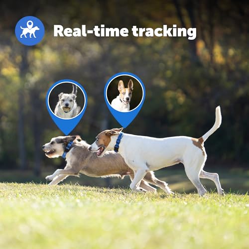 PetSafe Guardian GPS + Tracking Dog Fence Collar, Waterproof Rechargeable, Blue Grey I5356